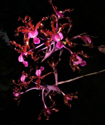 Laelia schultzei