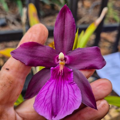 Miltonia anne warne