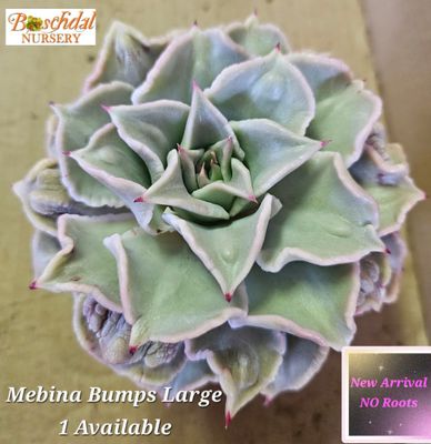 Echeveria Madiba Bumps Large NEW NO ROOTS