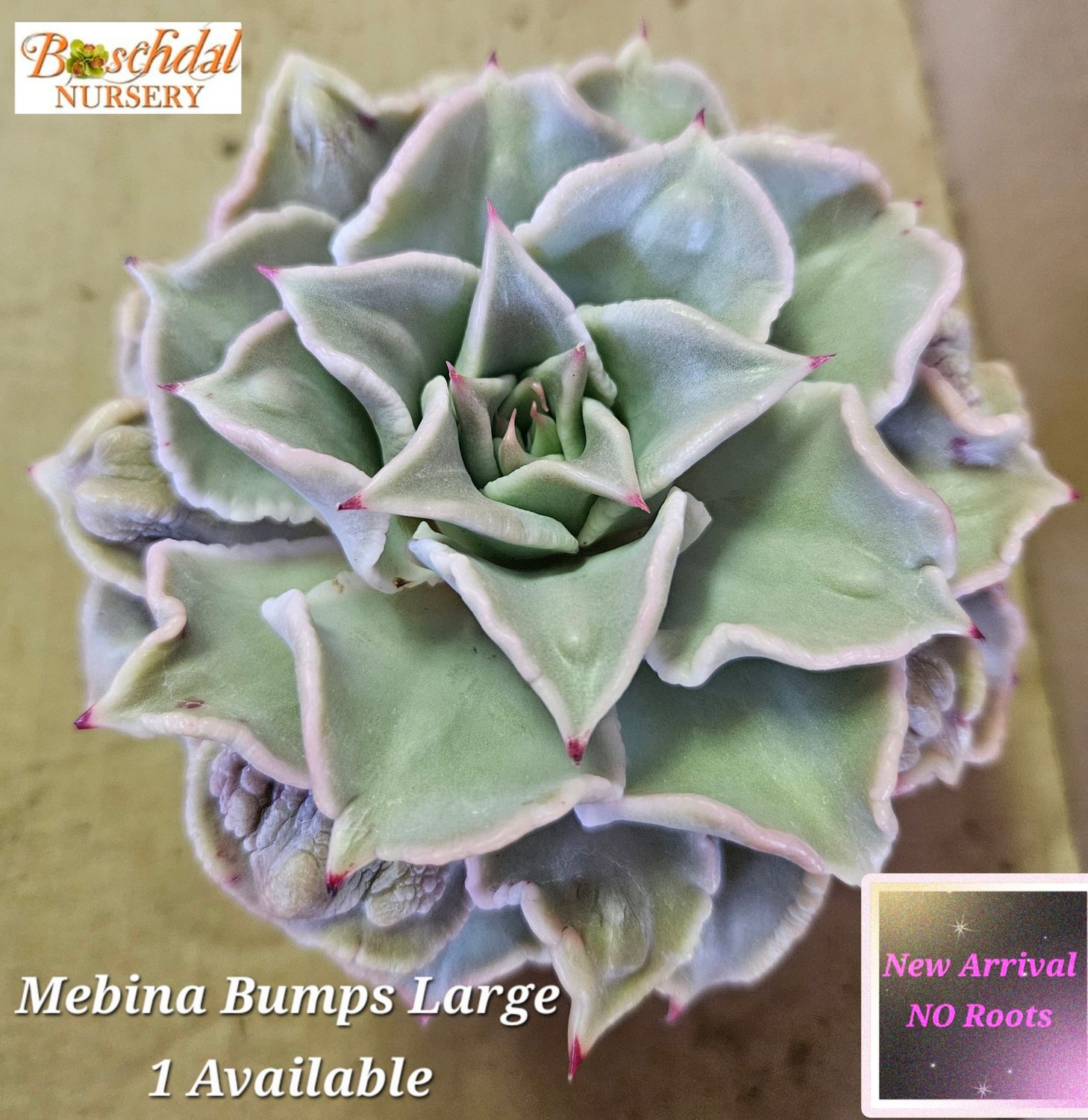 Echeveria Madiba Bumps Large NEW NO ROOTS Echeveria Madiba Bumps Large NEW NO ROOTS