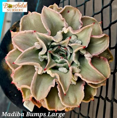 Echeveria Madiba Bumps Large 