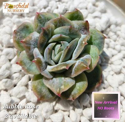 Echeveria Bubble Rose