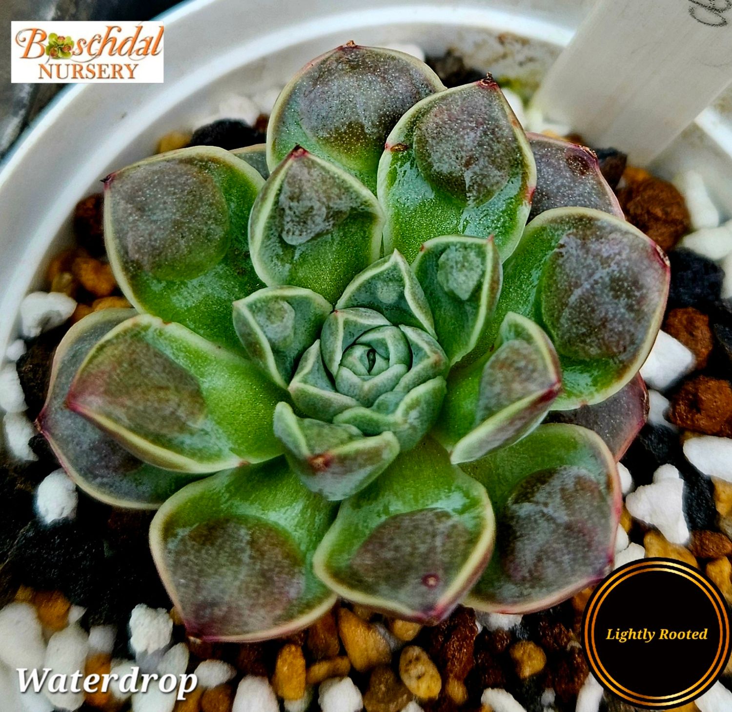 Echeveria Water drop 