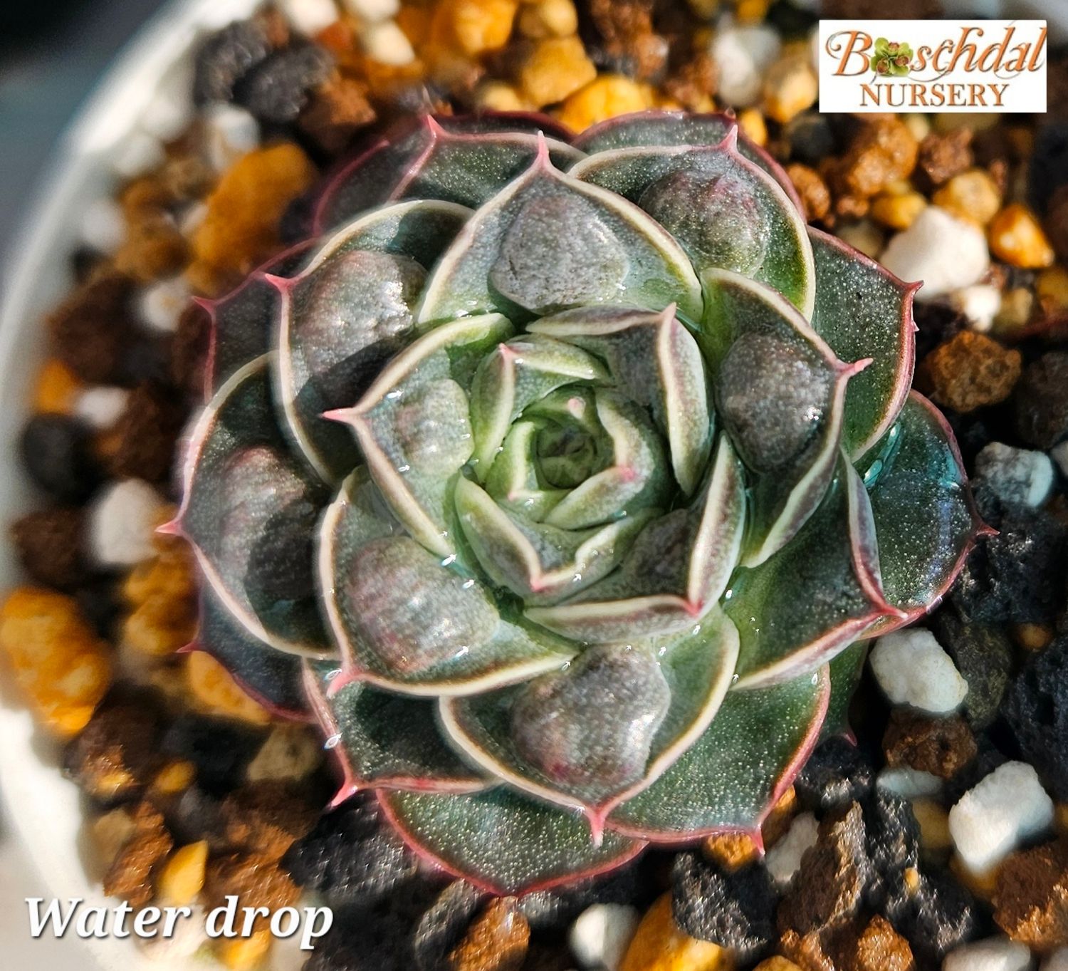 Echeveria Water drop Echeveria Water drop