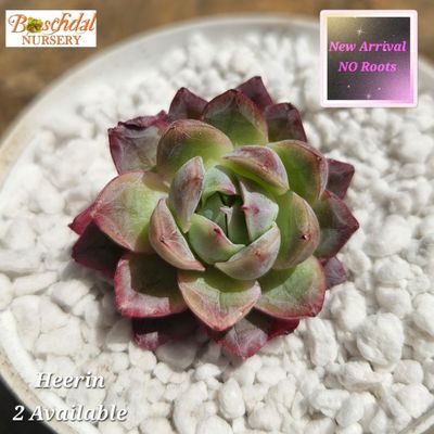 Echeveria Heerin NEW NO ROOTS