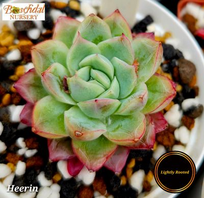 Echeveria Heerin Echeveria Heerin