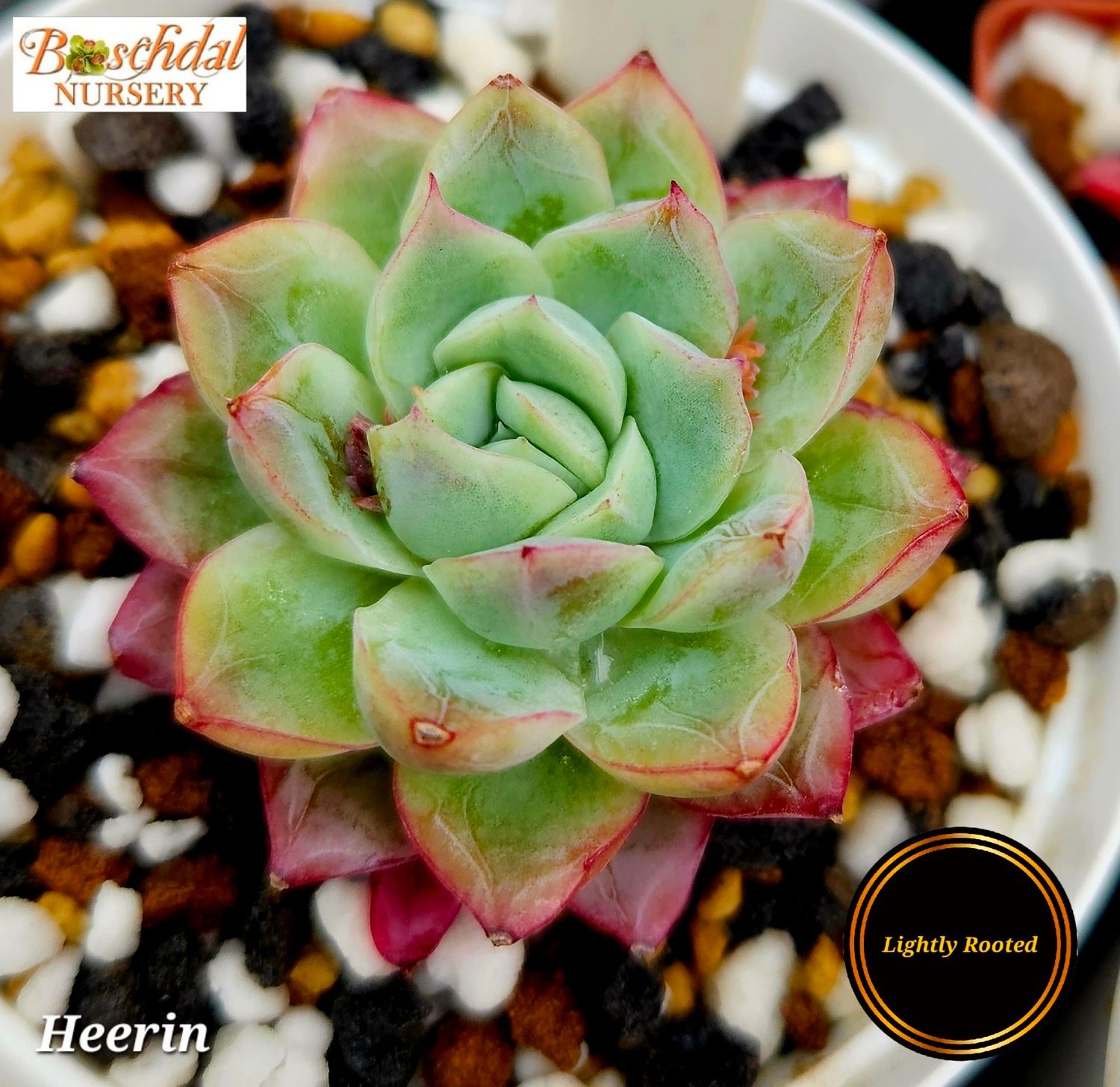 Echeveria Heerin