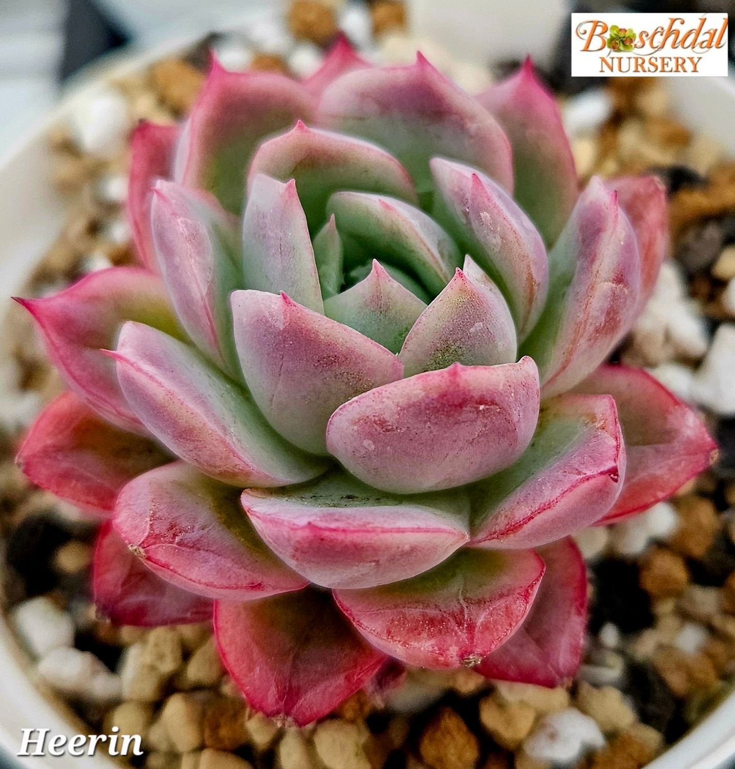 Echeveria Heerin Echeveria Heerin