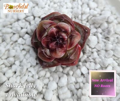 Echeveria Shark Jelly NEW NO ROOTS