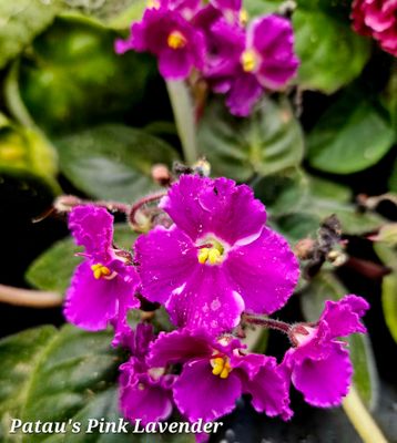 African Violet Pink Lavender Starter Plant