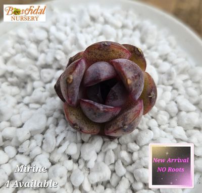 Echeveria Mirine NEW NO ROOTS
