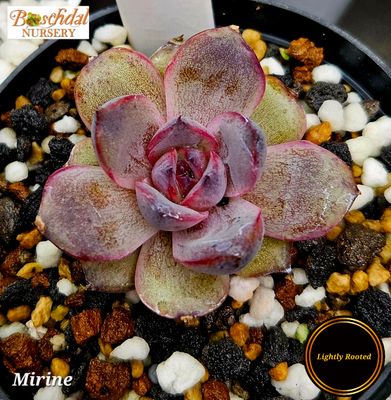 Echeveria Mirine Echeveria Mirine