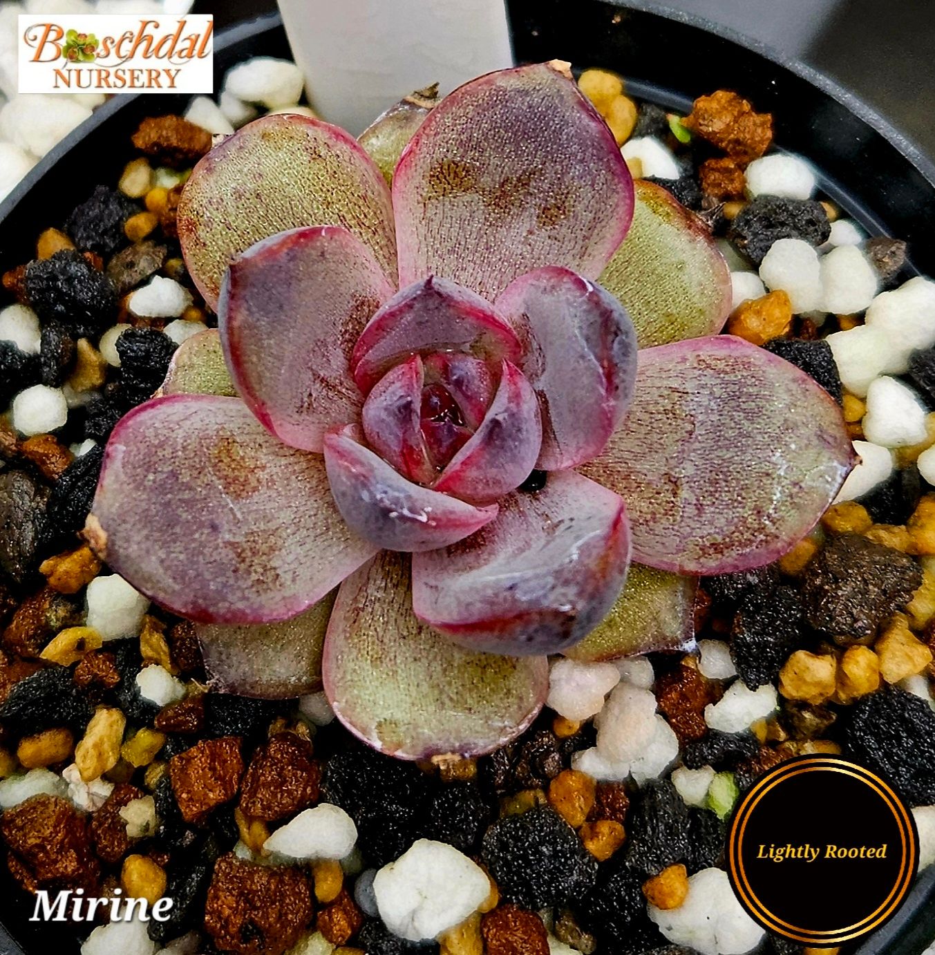 Echeveria Mirine