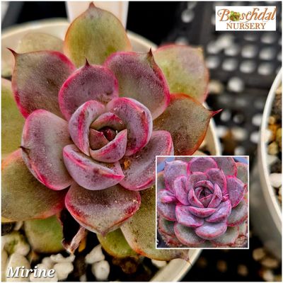 Echeveria Mirine Echeveria Mirine
