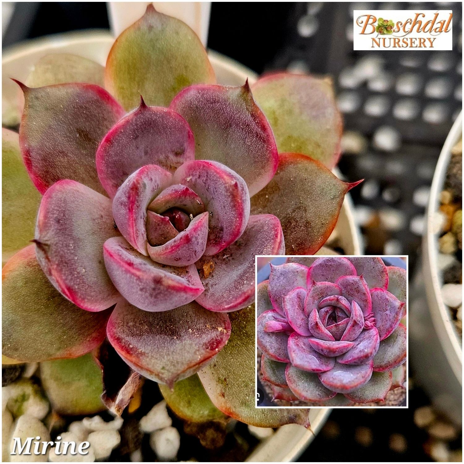 Echeveria Mirine Echeveria Mirine