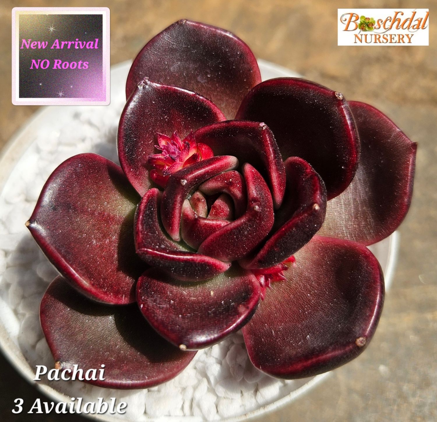 Echeveria Packai NEW NO ROOTS