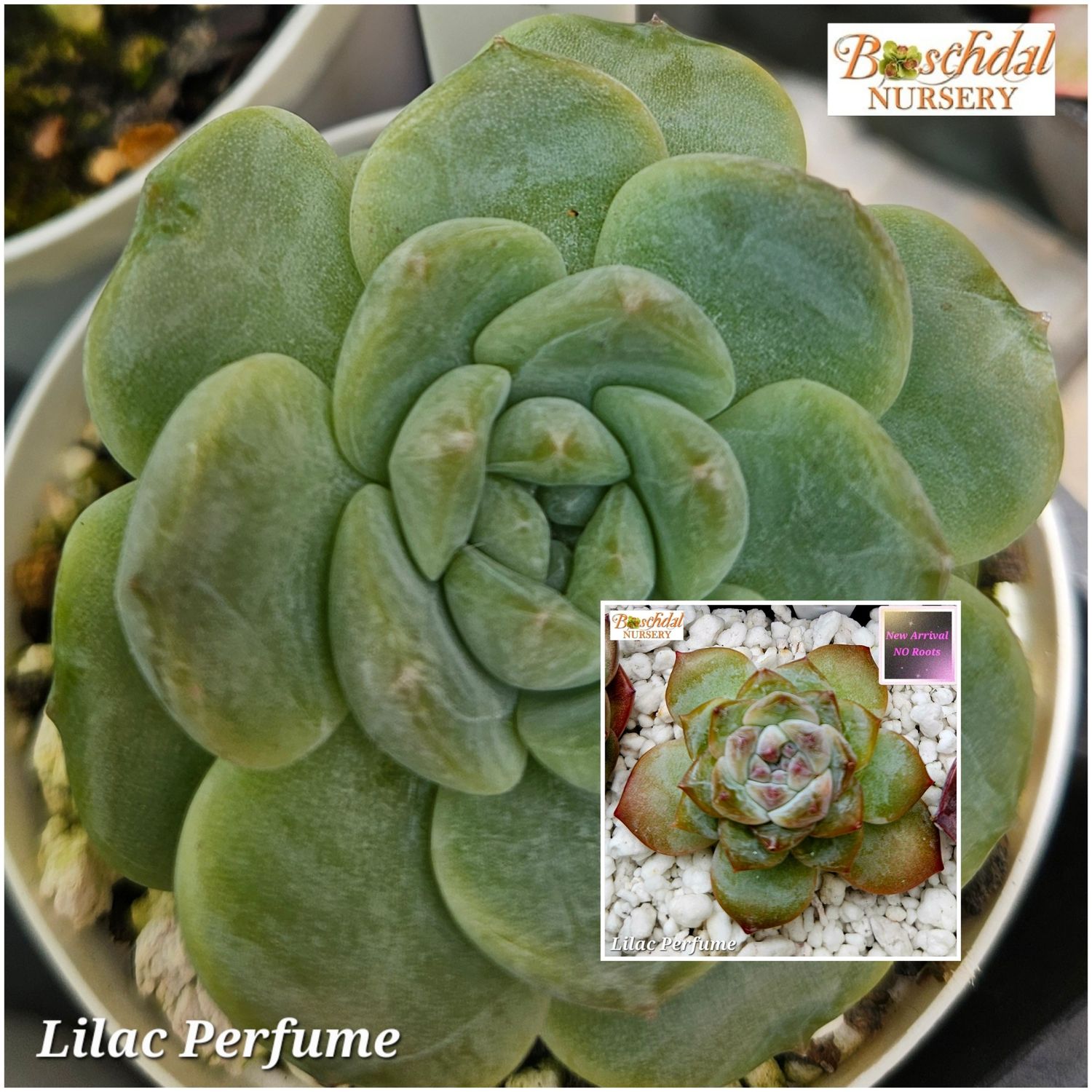 Echeveria Lilac Perfume
