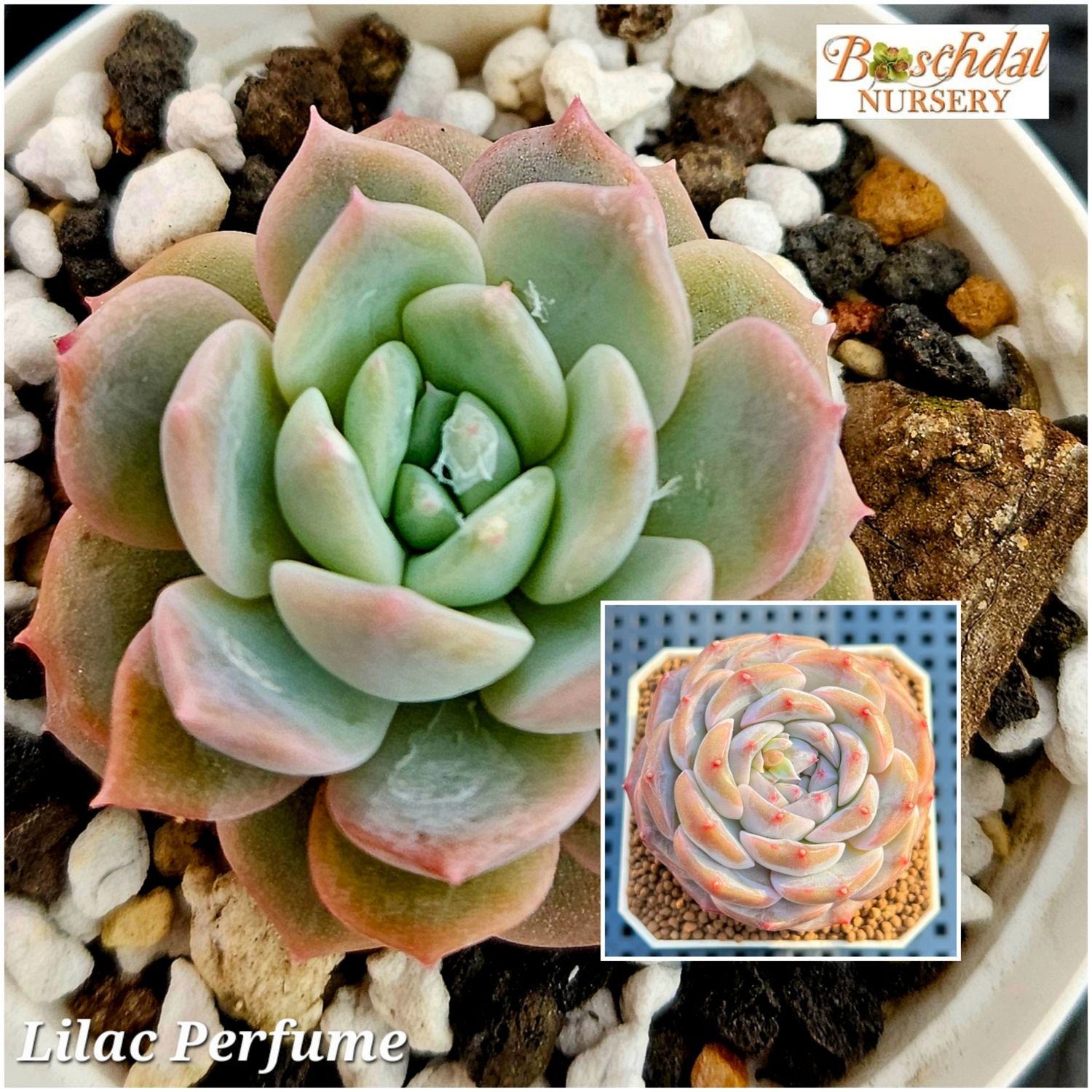 Echeveria Lilac Perfume Echeveria Lilac Perfume
