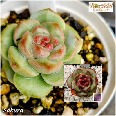 Echeveria Sakura