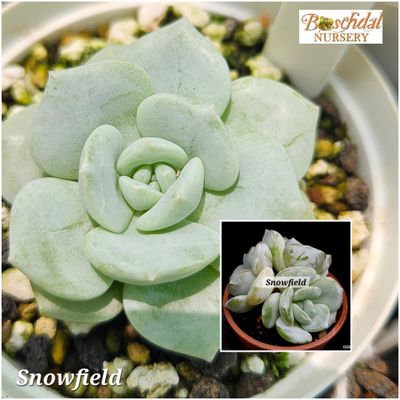 Echeveria Snowfield