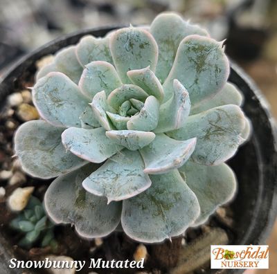 Echeveria Snowbunny Mutated