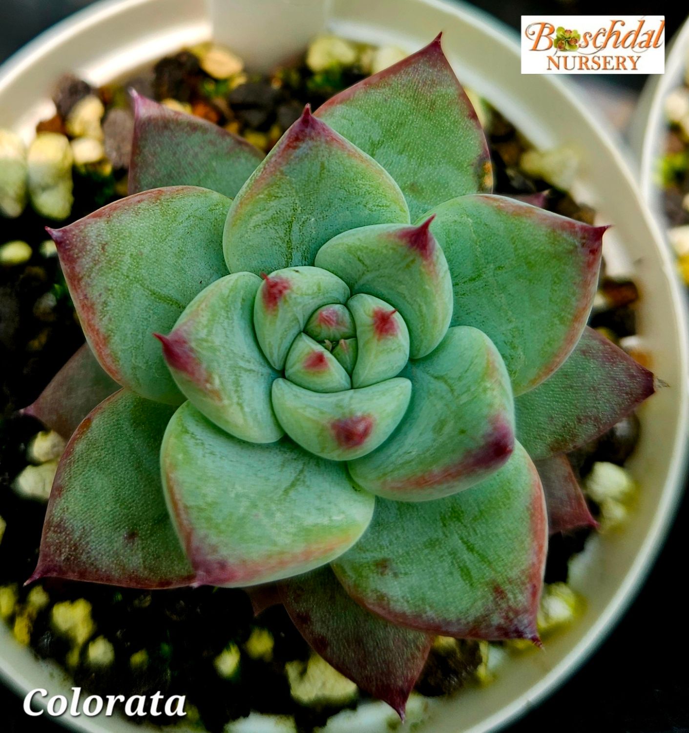 Echeveria Colorata Echeveria Colorata