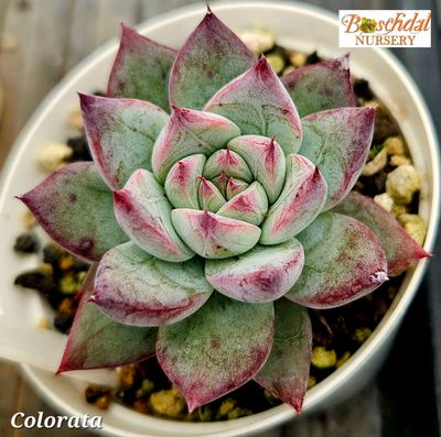Echeveria Colorata