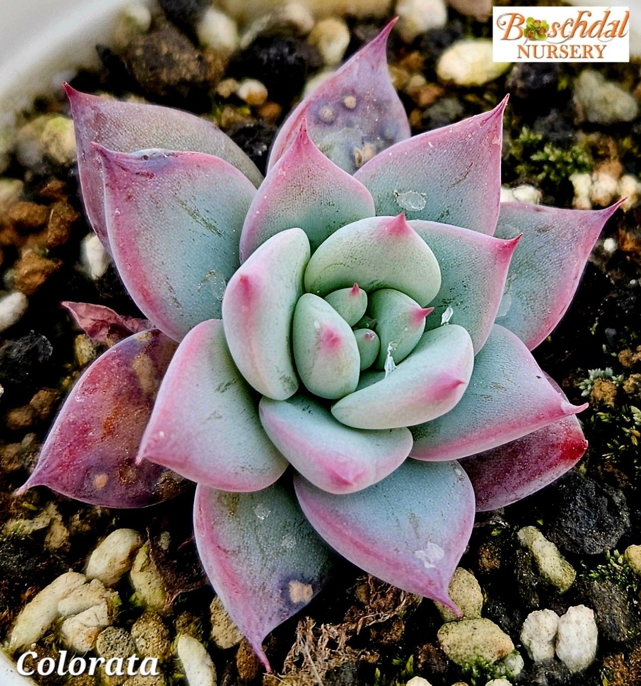 Echeveria Colorata