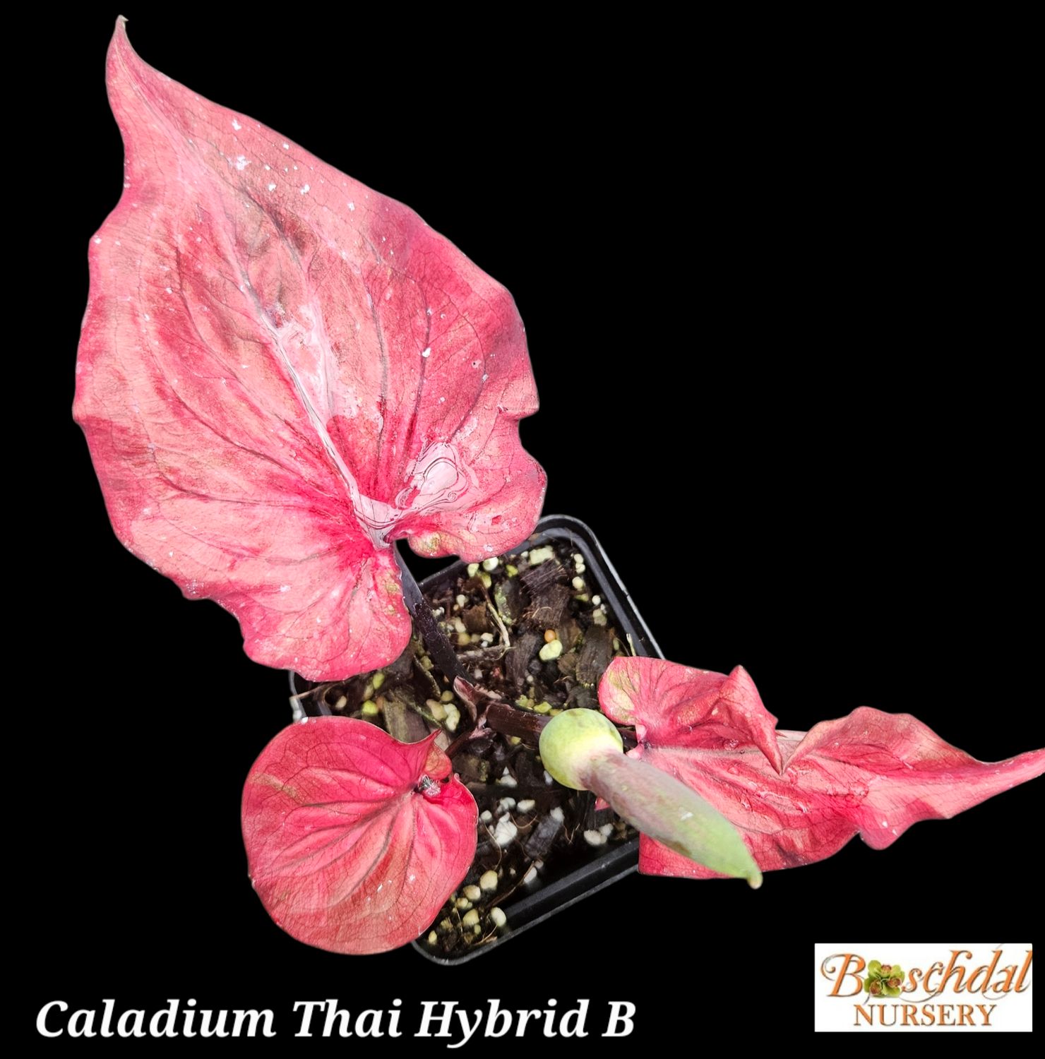 Caladium Red Blush Thai B Caladium Red Blush Thai B