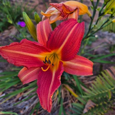 Daylily single Daylily single