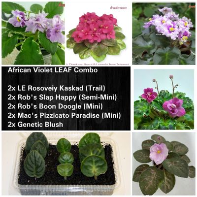 African Violet Leaf Combo C African Violet Leaf Combo C