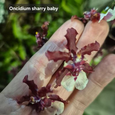 Oncidium sherry baby