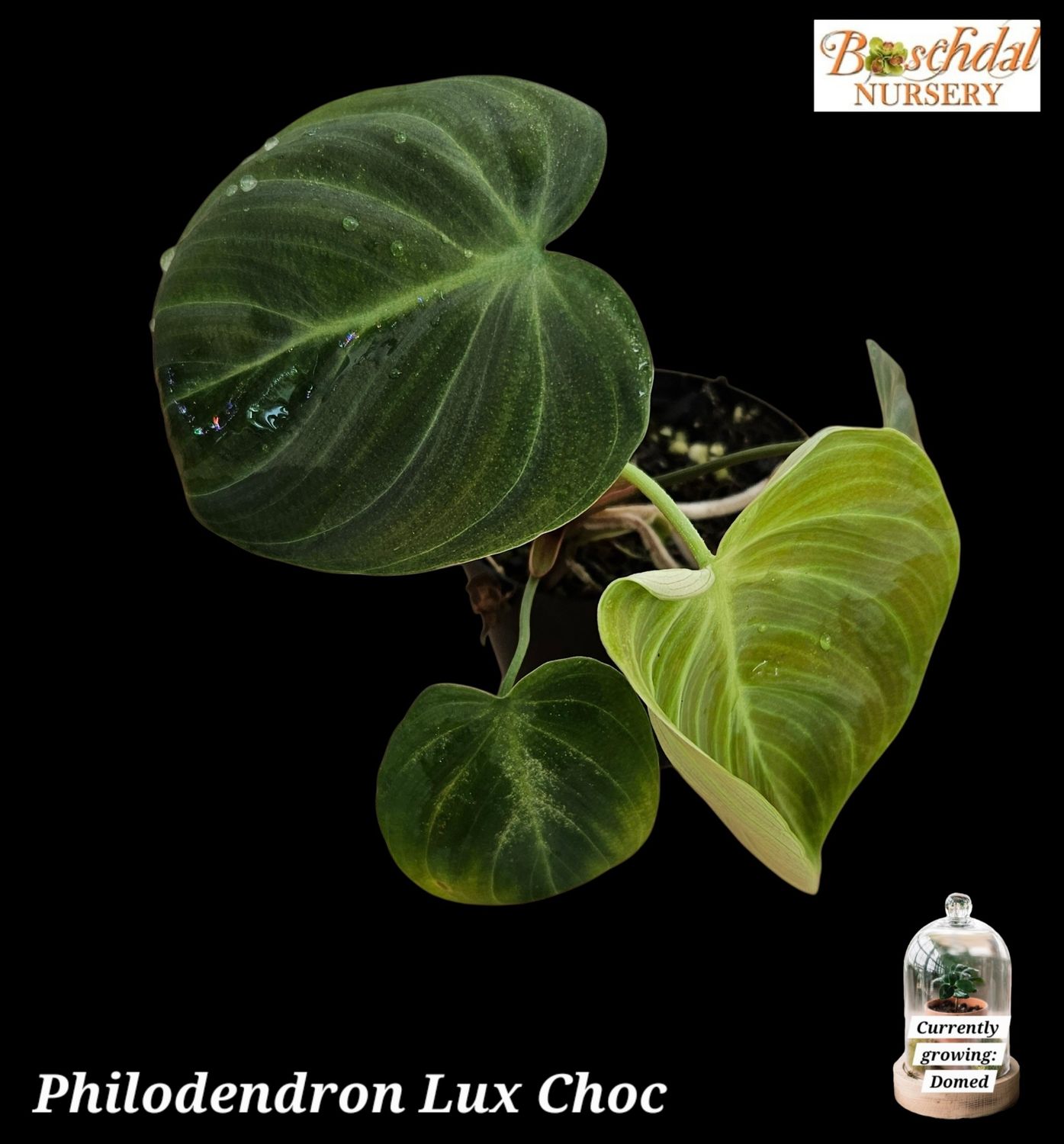 Philodendron Luxurians Chocolate
