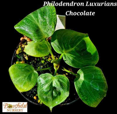 Philodendron Luxurians Chocolate Philodendron Luxurians Chocolate