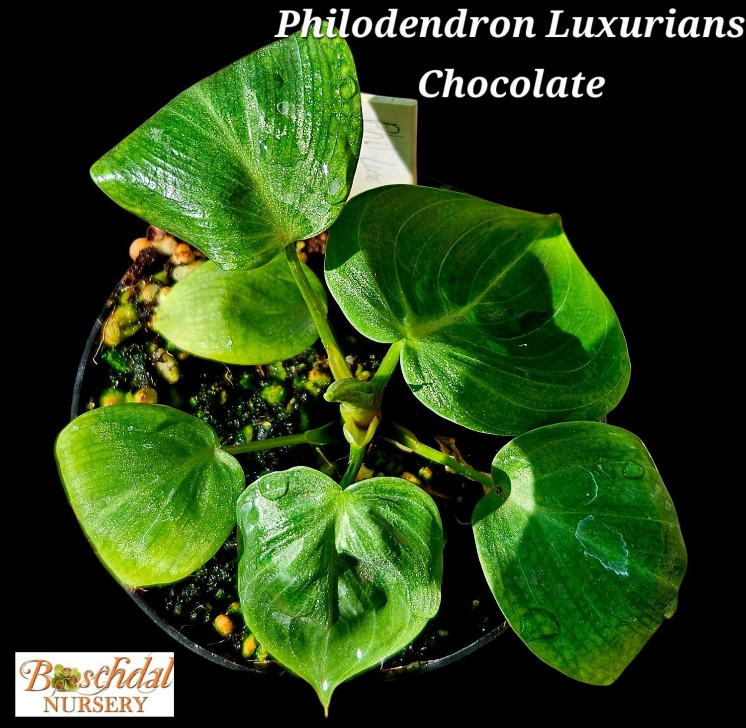 Philodendron Luxurians Chocolate Philodendron Luxurians Chocolate