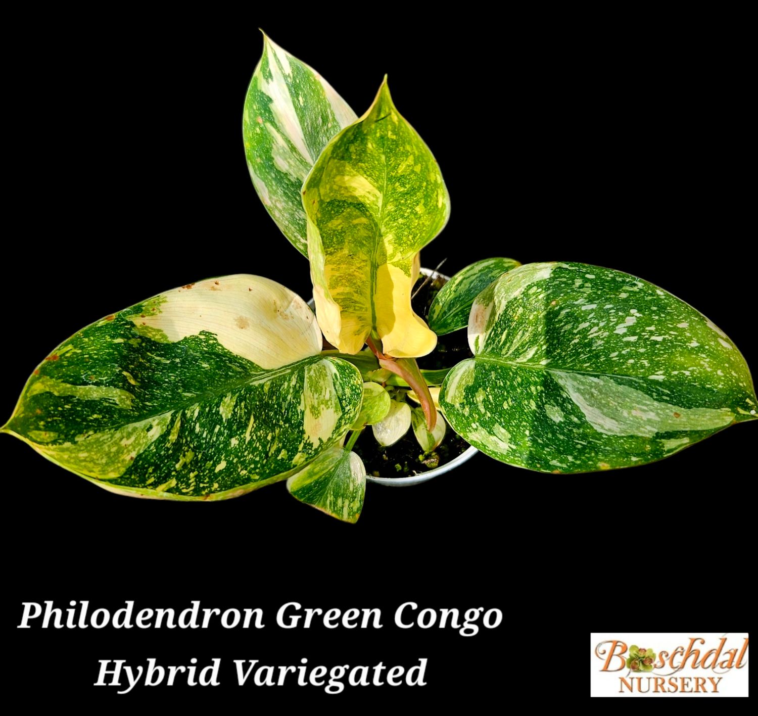 Philodendron Green Congo Variegated (Hybrid) 