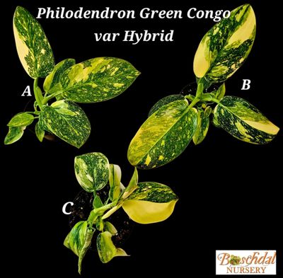Philodendron Green Congo Variegated (Hybrid) 