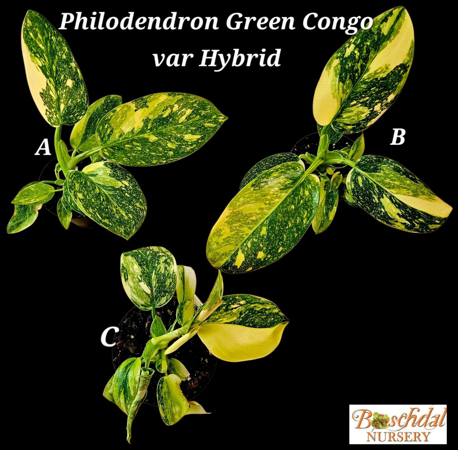 Philodendron Green Congo Variegated (Hybrid) Philodendron Green Congo Variegated (Hybrid)