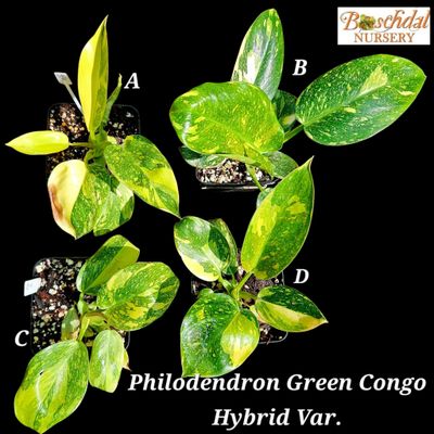 Philodendron Green Congo Variegated (Hybrid) 