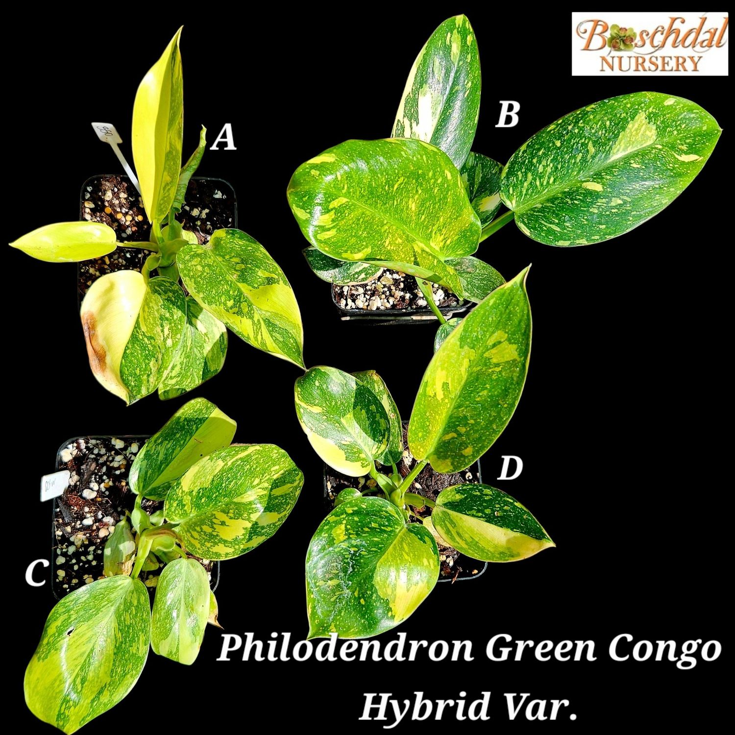 Philodendron Green Congo Variegated (Hybrid) 