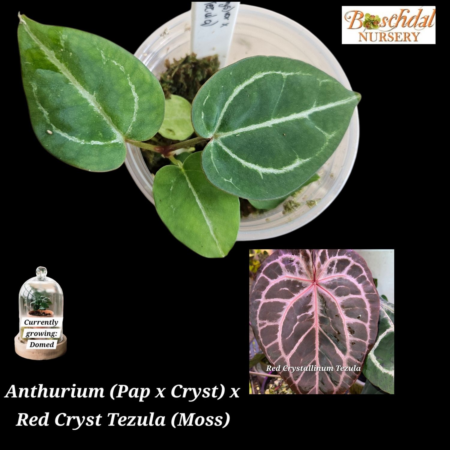 Anthurium Crystallinum x Red Crystallinum Tezula Anthurium Crystallinum x Red Crystallinum Tezula