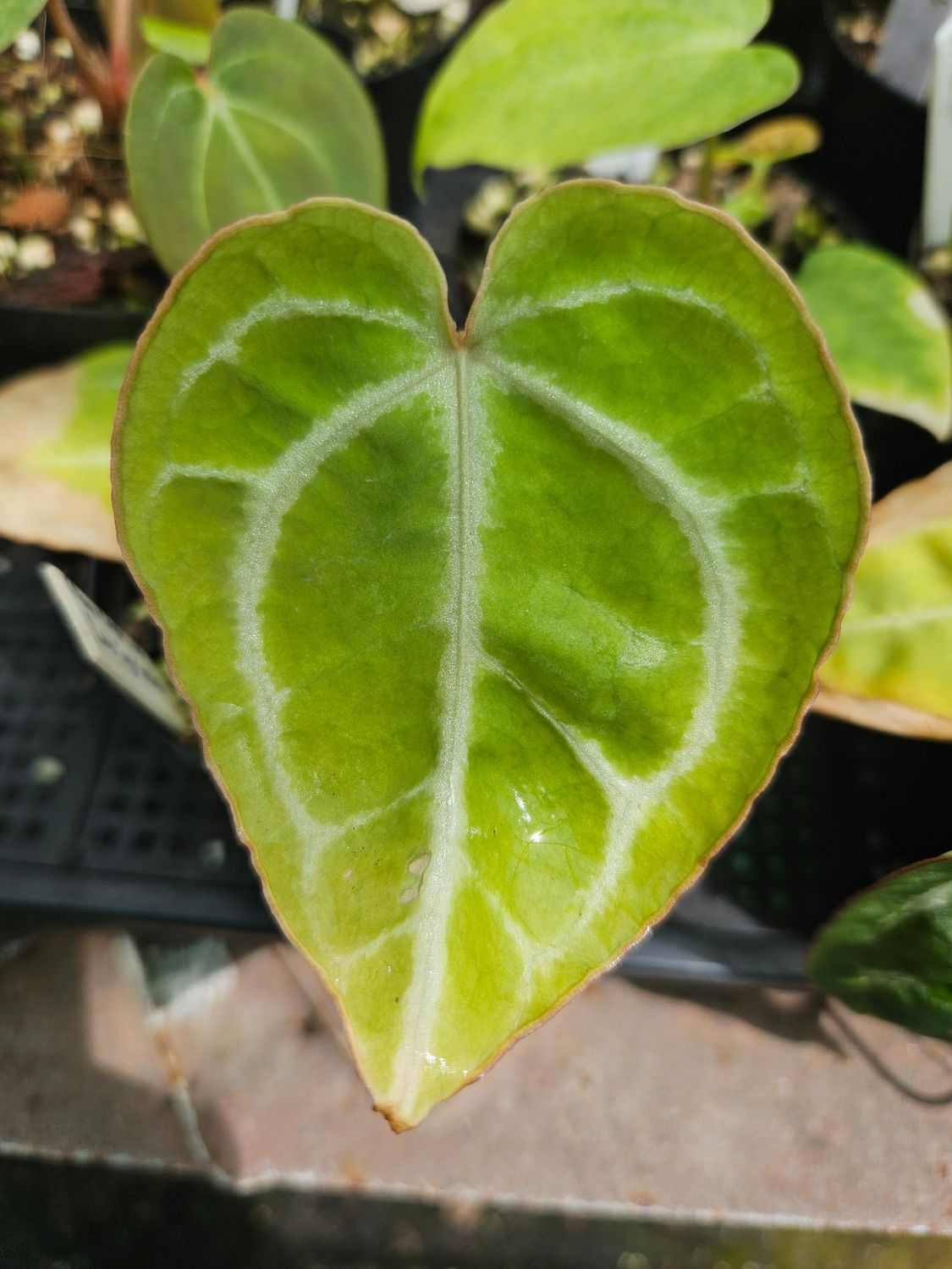 Anthurium (Pap x Crystallinum) x Red Crystallinum Tezula Anthurium (Pap x Crystallinum) x Red Crystallinum Tezula