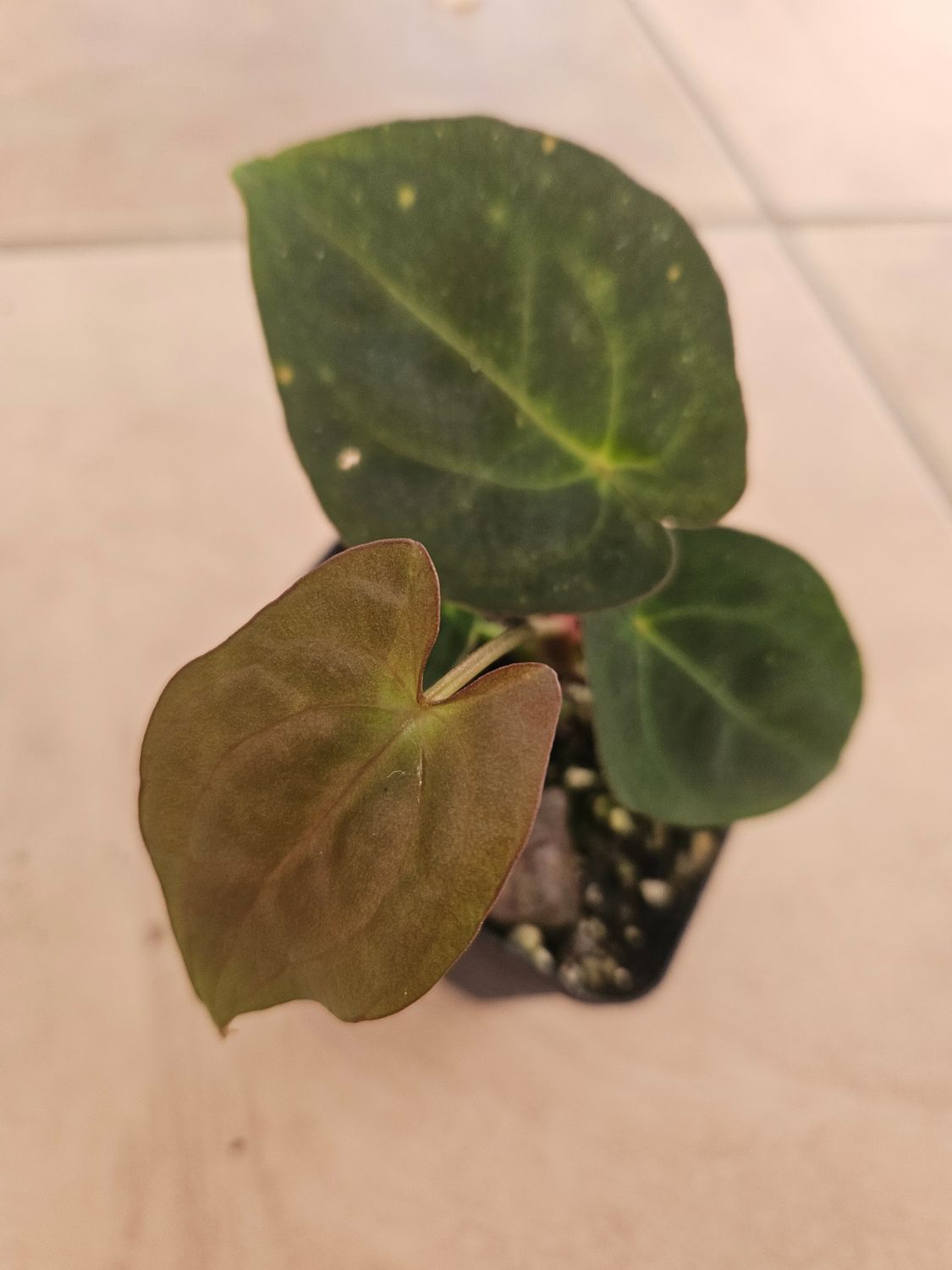 Anthurium Papillaminum x Red Vein Dark Phoenix