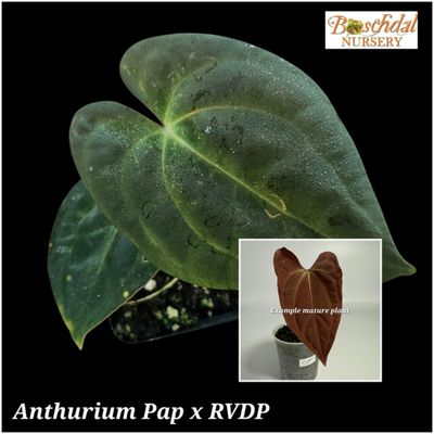 Anthurium Papillaminum x Red Vein Dark Phoenix Anthurium Papillaminum x Red Vein Dark Phoenix