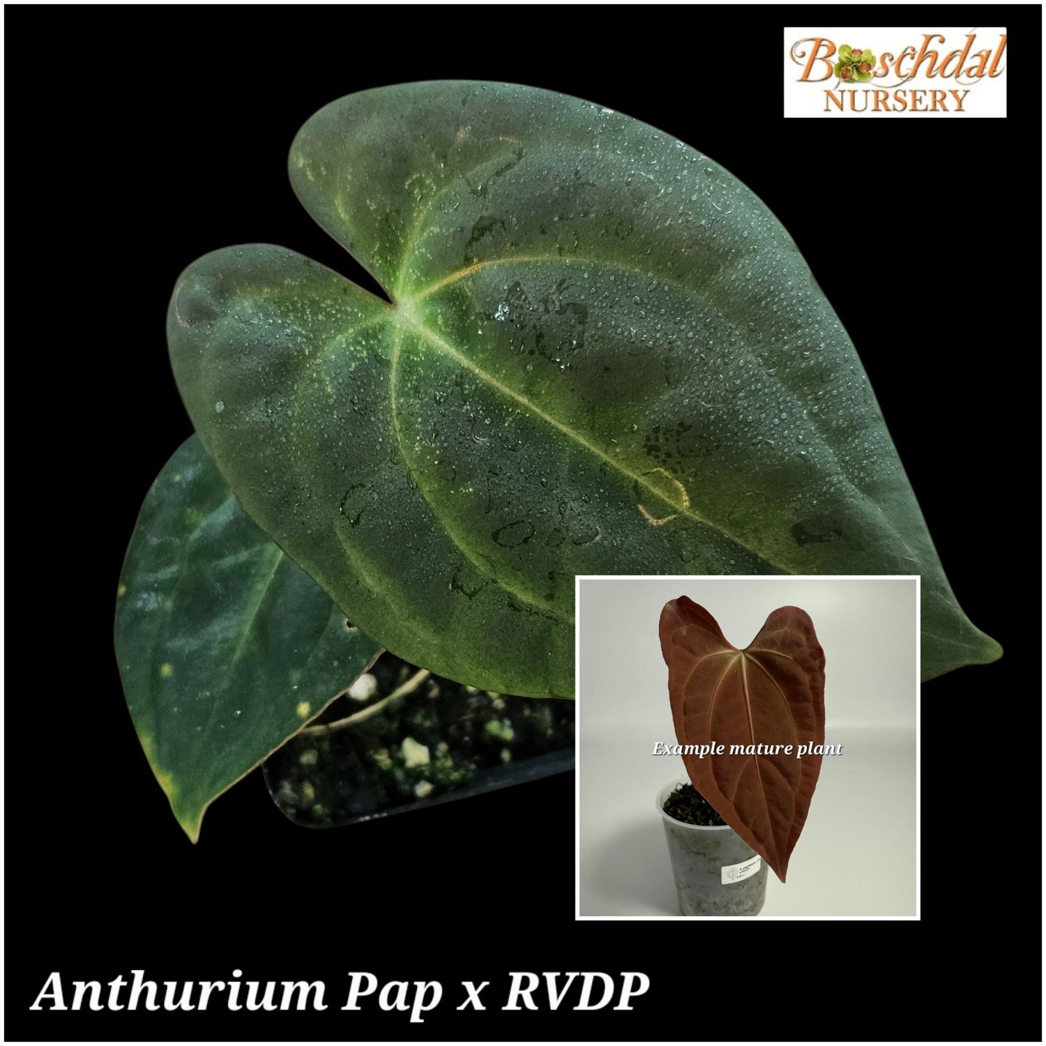 Anthurium Papillaminum x Red Vein Dark Phoenix