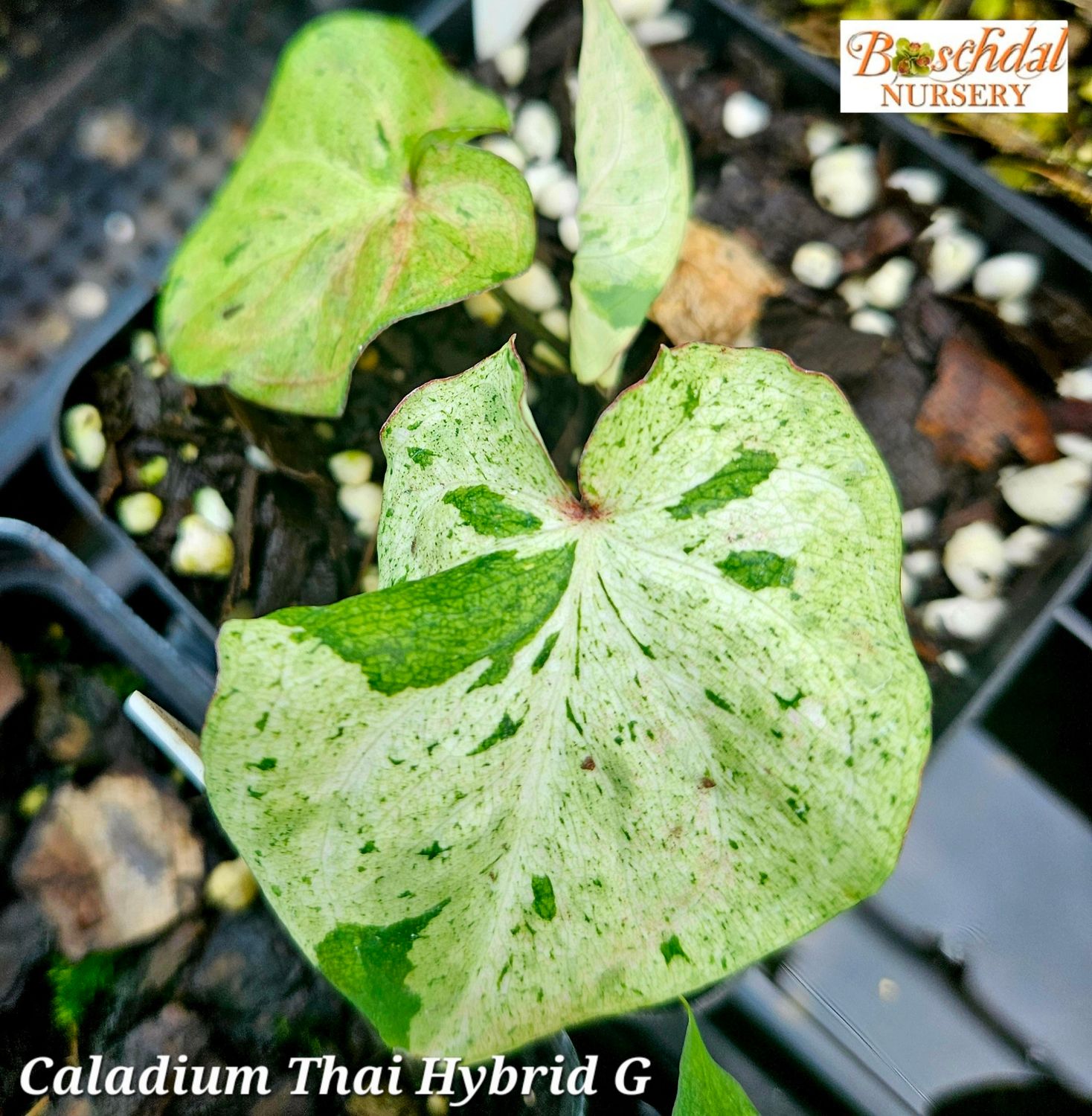 Caladium Green Splash Thai Caladium Green Splash Thai