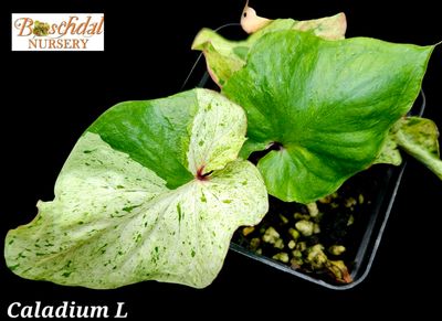 Caladium Green Splash/Kittimas Thai