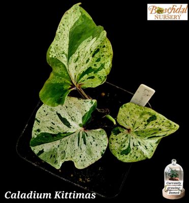 Caladium Green Splash/Kittimas Thai 