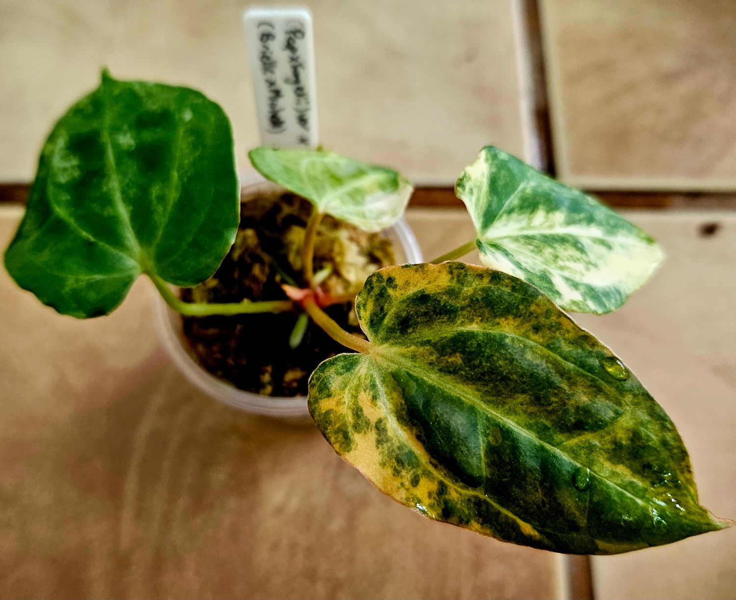 Anthurium (Pap x Forgetii)var x (Brielle x Michelle)