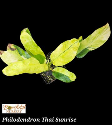 Philodendron Thai Sunrise